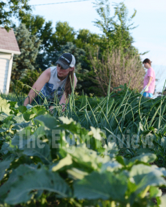 cedar-4h-garden-elgin-review-20150173-2 Justine Meis, home from college, is shown helping weed the garden. E-R photo