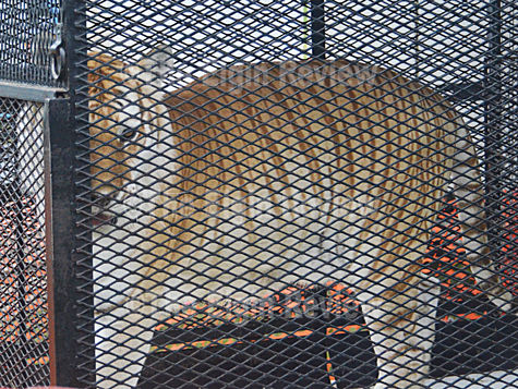 circustentraising-2015_4866 One of the tigers you'll see at tonight's performances. Elgin Review